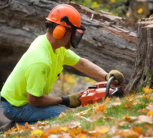 tree services Maple Rapids